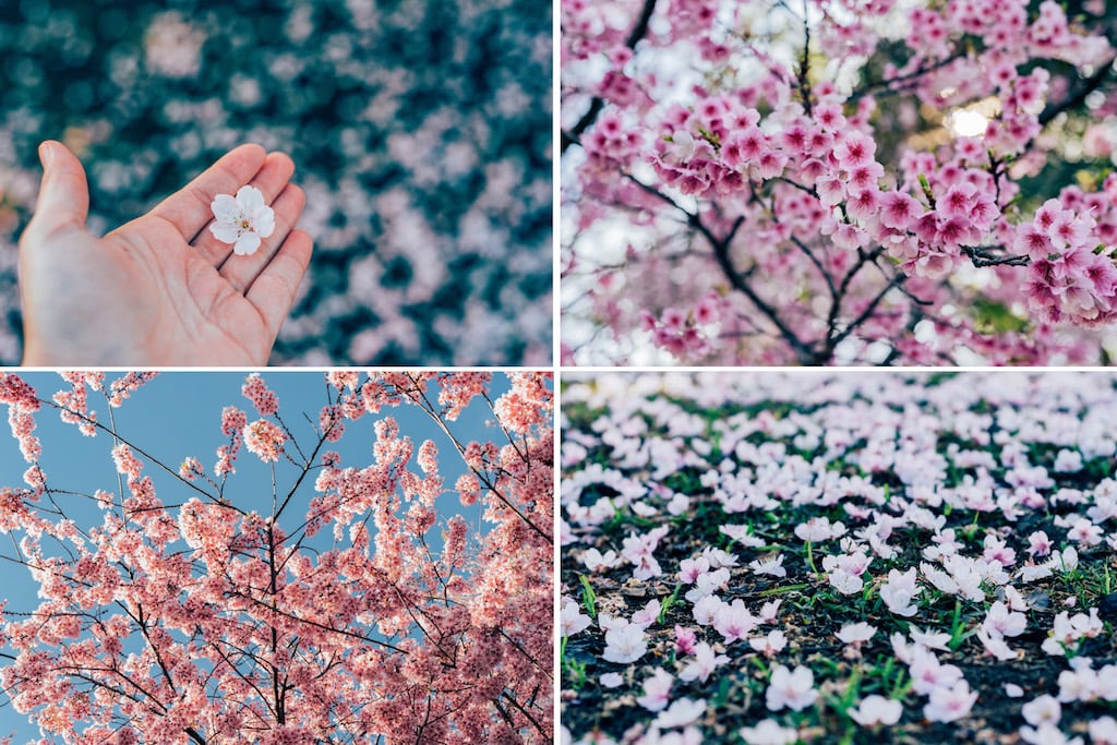 Montagem com diversas flores de cerejeira